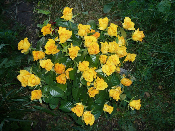 Чайно-гибридная роза Керио – «солнечное» украшение садового участка